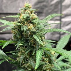 Doctor´s Choice Semințe Chronic Ryder BX Auto Regular