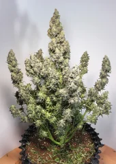 Dutch Passion Seminte de canabis Auto Colorado Cookies® Autoflowering