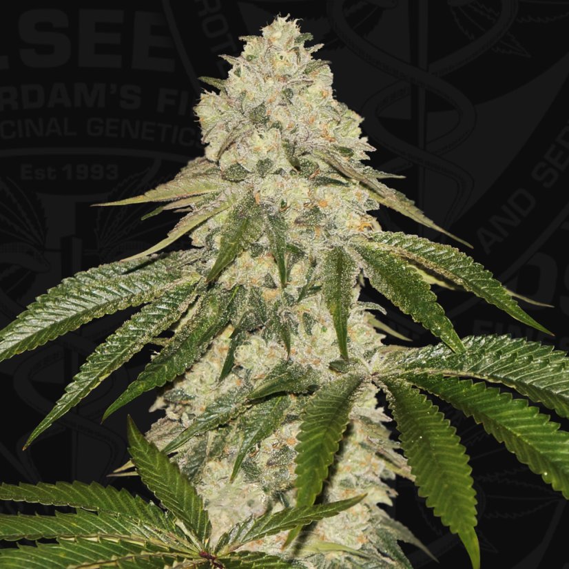 T.H.Seeds™ Graines de cannabis Pisthash, Pack spécial 6+1, féminisées