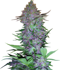 Sensi Seeds Cannabis Seeds Purple Skunk Automatic Feminized, 3-10 kpl