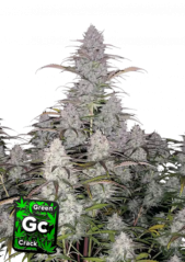 Fast Buds Semi di Cannabis Green Crack Auto