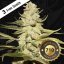 T.H.Seeds™ Semințe de canabis Planet Lemon, pachet special limitat 710, feminizate