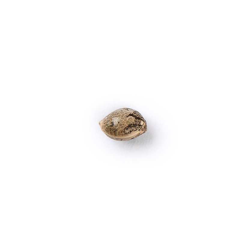 The Bulldog Seeds TB Skittlez Auto, 3 e 5 peças