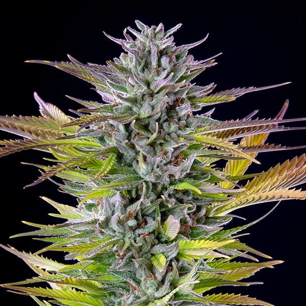 Royal Queen Seeds Seminte de canabis Pepene verde feminizate