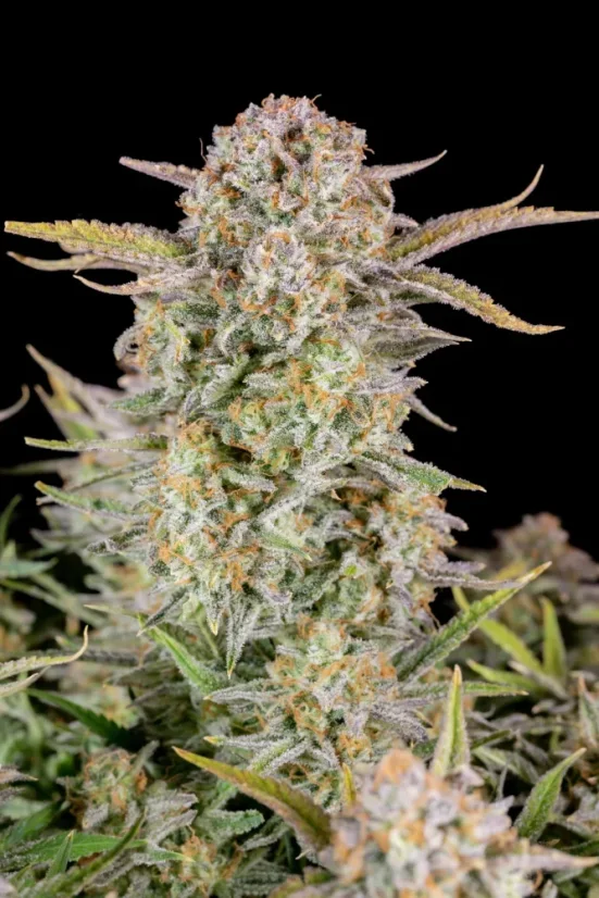 Fast Buds Cannabis Seeds Bruce Banner Auto
