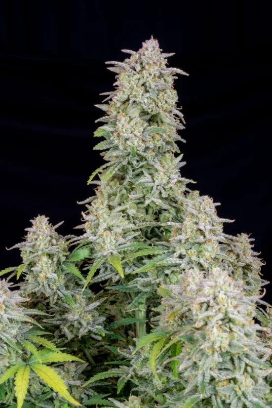 Fast Buds Semi di Cannabis Forbidden Runtz Auto