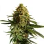 Royal Queen Seeds Tort de nunta Seminte de Canabis Feminizat