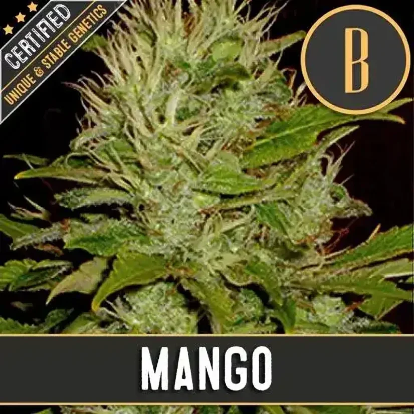 Blimburn Seeds Hanfsamen Mango Feminisiert