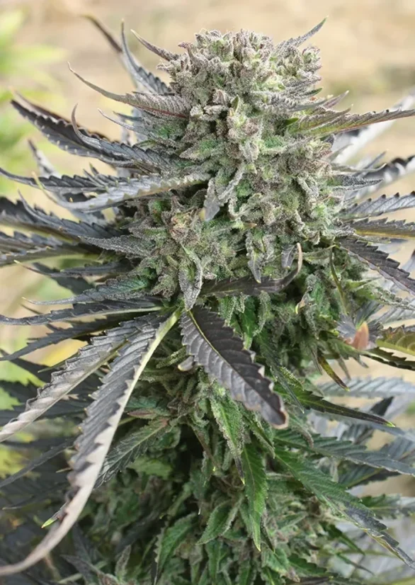 Dutch Passion Cannabisfrø Blå Auto Mazar® Autoflowering