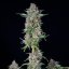 Royal Queen Seeds Cannabisfrön Do-si-dos Auto