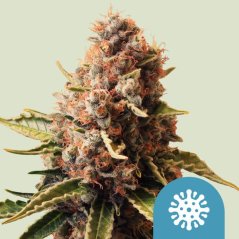 Royal Queen Seeds Hanfsamen Euphoria Feminisiert (hoher CBD-Gehalt)