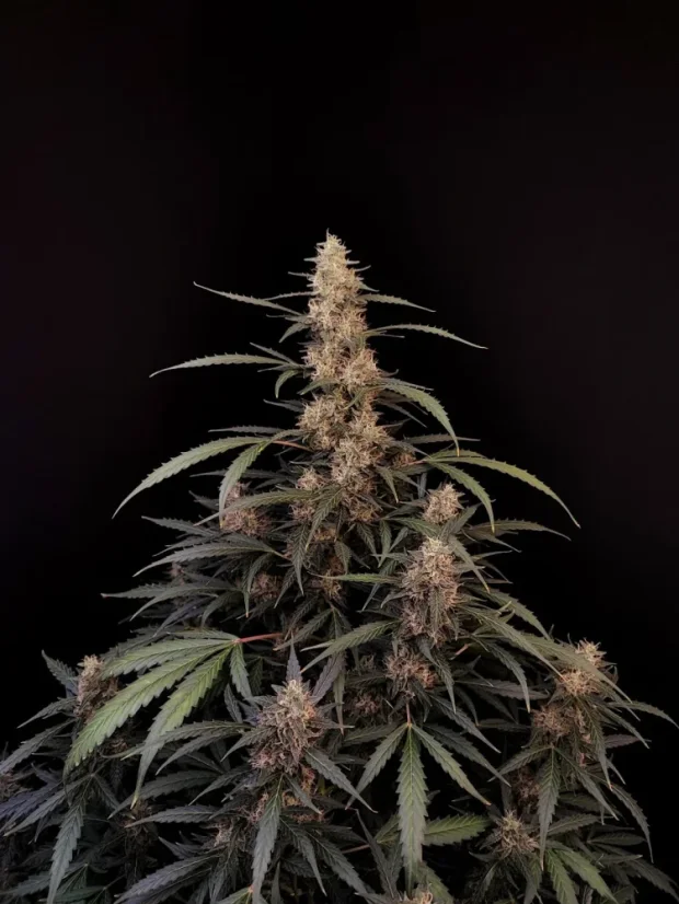 Fast Buds Cannabis Seeds Amnesia Haze Auto