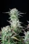Fast Buds Cannabis Seeds Strawberry Banana Auto