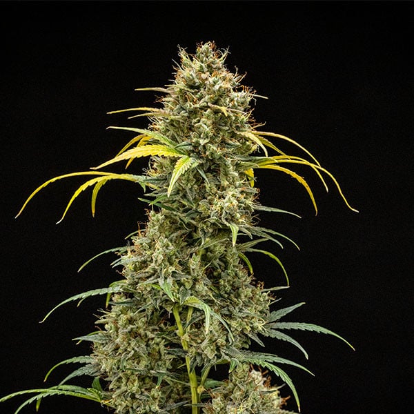 Royal Queen Seeds Seminte de canabis Triple G Auto