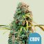 Royal Queen Seeds Cannabis Seeds Royal CBDV Auto (korkea CBD)
