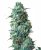 Sensi Seeds Sjemenke konoplje Afghan Kush Regular by White Label, 10 kom