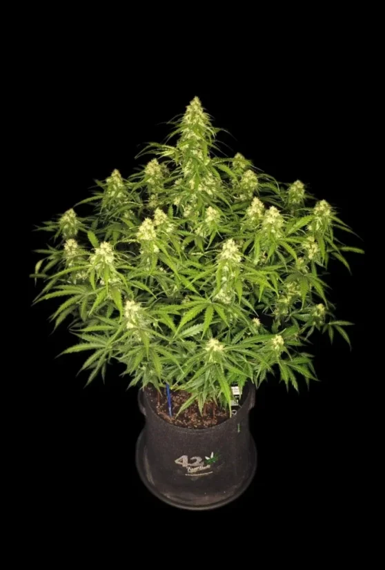 Fast Buds Cannabis Seeds Sour Jealousy Auto