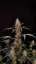 Fast Buds Sjemenke Kanabisa Critical Auto