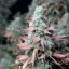 Silent Seeds Seminte exotice de canabis Gorilla Frost feminizate