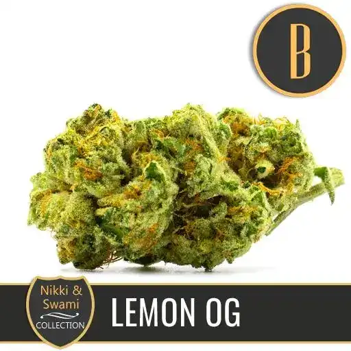 Blimburn Seeds Cannabis Seeds Lemon OG Nikki Swami feminized