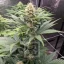 Blimburn Seeds Konopljina semena Blue Dream Feminized