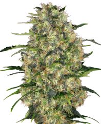 Sensi Seeds Semințe de canabis Black Domina® feminizate, 3-10 buc.