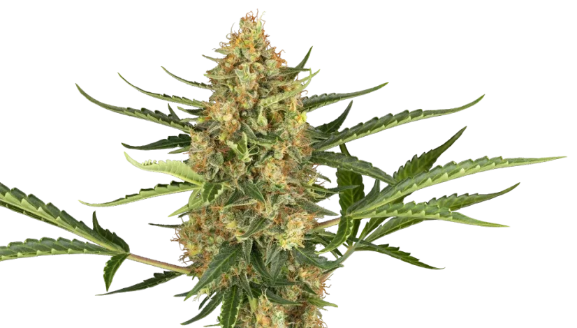 Sensi Seeds Seminte de canabis Blueberry Bubblegum Automatic Feminizate, 3-10 buc