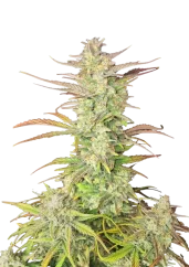 Fast Buds Hanfsamen Z-Up Autoflowering