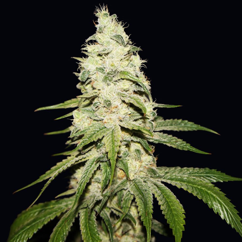 T.H.Seeds™ Cannabisfrø Mont Blanc, 6+1 specialpakke, feminiseret