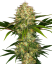 Sensi Seeds Semințe de canabis Afghani #1® feminizate, 3-10 buc.