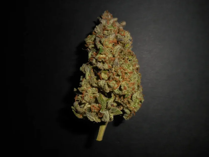 Fast Buds Sjemenke konoplje Limun AK Auto