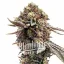 Blimburn Seeds Semená kanabisu Ghost Train Haze Feminized