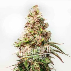 Blimburn Seeds Sementes de Cannabis Charlottes Web Feminizada