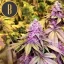 Blimburn Seeds Семена от канабис Gelato Feminized