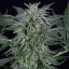 Silent Seeds Seminte de Cannabis Critical Jack Auto Feminizate