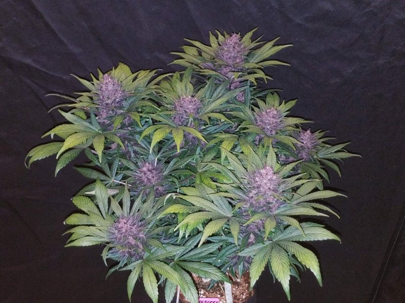 Fast Buds Semena Konoplje Blackberry Auto