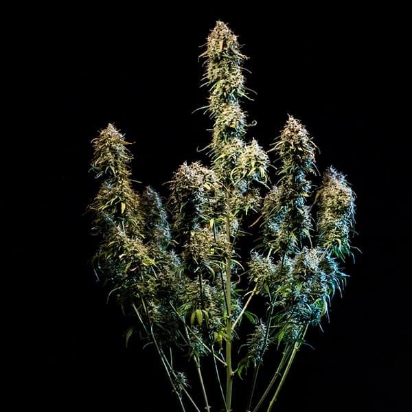 Royal Queen Seeds Seminte de canabis Haze Berry Auto