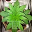 Blimburn Seeds Seminte de canabis Blackberry Moonstones feminizate