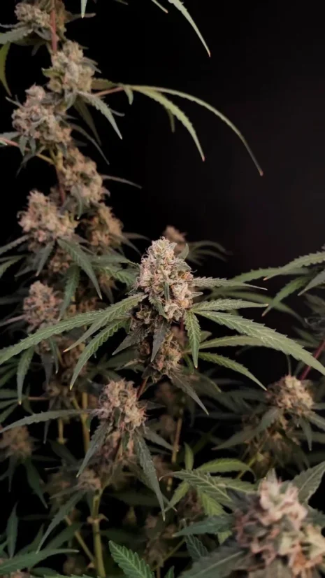 Semințe de Cannabis Fast Buds AK Auto