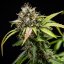 Royal Queen Seeds Semințe de canabis North Thunderfuck Auto