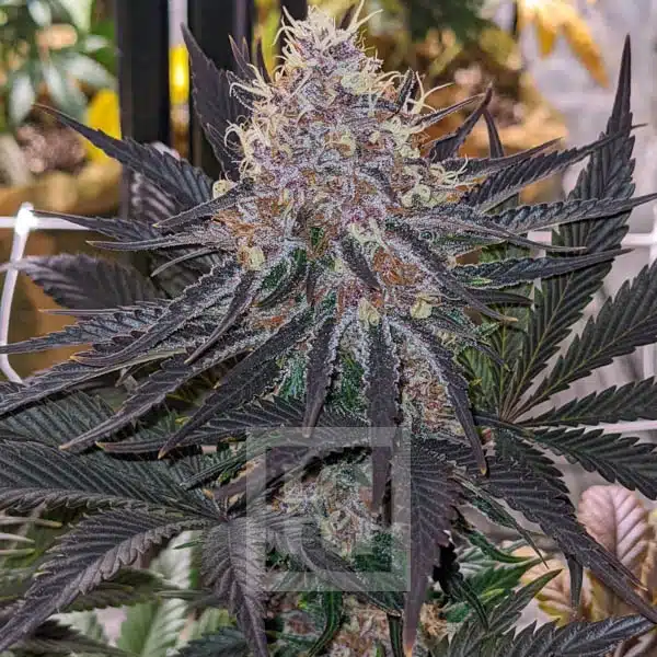Blimburn Seeds Cannabiszaden Blue Dream Gefeminiseerd