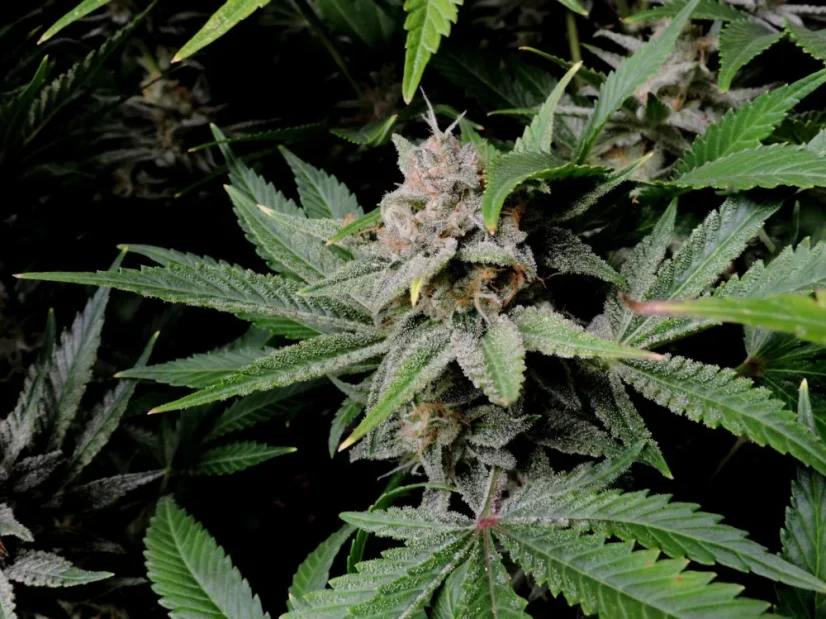 Fast Buds Cannabis Seeds Cherry Cola Auto