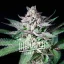 Blimburn Seeds Kanapių sėklos Alien Rock Candy Moteriški