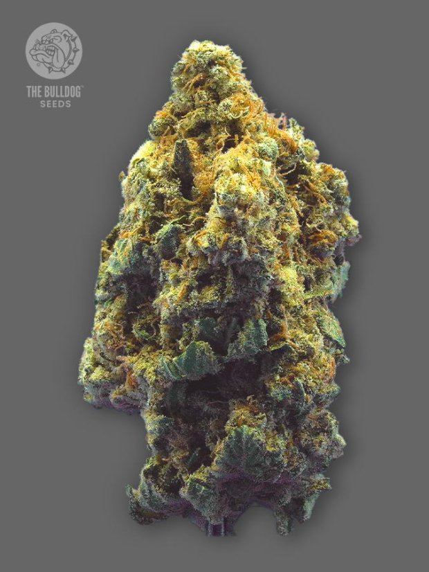 The Bulldog Seeds TB Kush Feminized, 3 ir 5 vnt