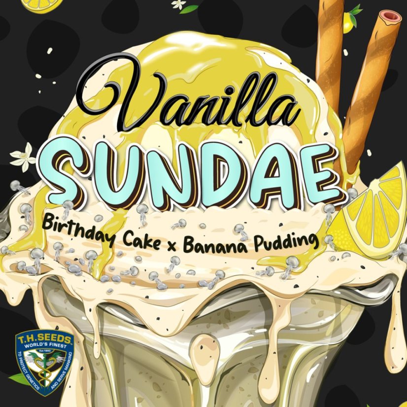 T.H.Seeds™ Seminte de canabis Vanilla Sundae, 710 Limited Special Pack, feminizate
