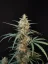Fast Buds Sjemenke konoplje Chemdawg Auto