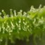 Silent Seeds Seminte de Canabis Lemon Tree Fast By Lemon Tree Feminizate