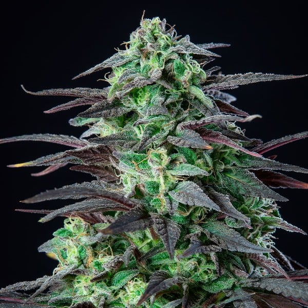 Royal Queen Seeds Seminte de canabis Skunk XL feminizate