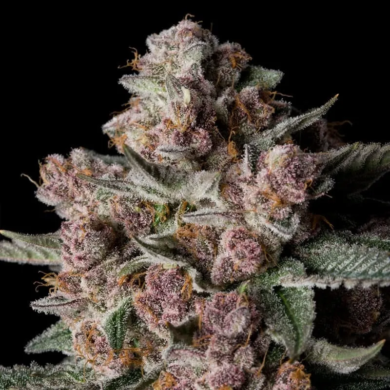 Silent Seeds Seminte de canabis Tropical Jam feminizate