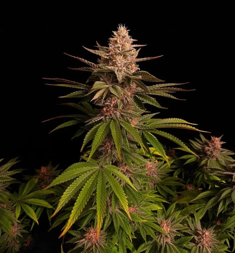 Fast Buds Sjemenke konoplje Purple Lemonade FF